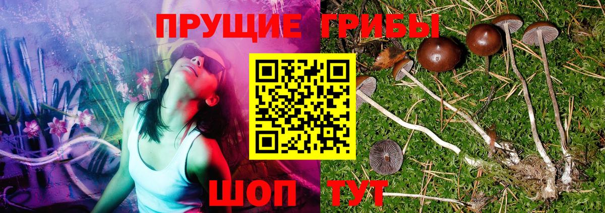 Сафоново  Галлюциногенные грибы прущие грибы  Вход с VPN 